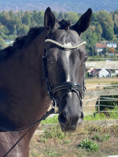 PHOTO 2026 08 19 11 33 56