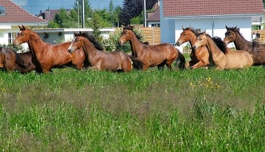 Weide hohes Grass 2010 062 Kopie