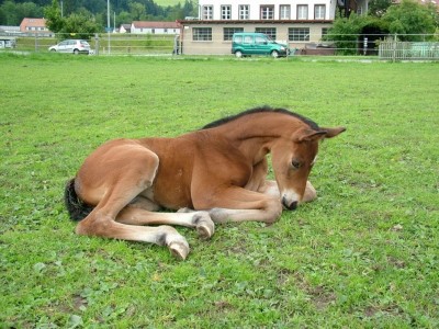 fohlen_juni_2011_232.jpg